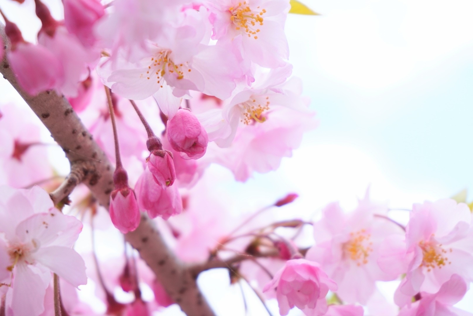 彼岸中日法要 ~春分の日~